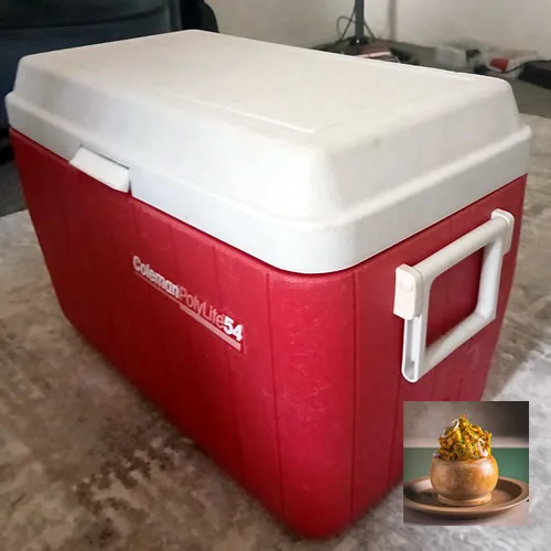 Full Cooler of Nkwobi